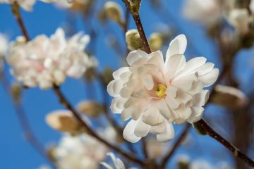 Magnolia, Star Magnolia 'First Editions® Centennial Blush'