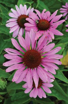 Echinacea, Purple Coneflower 'Magnus'