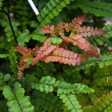 Adiantum Hispidulum 'Rosey Maidenhair Fern'