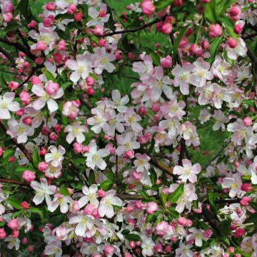 Malus, Flowering Crabapple 'Pink Sparkles®' (Large Sizes)