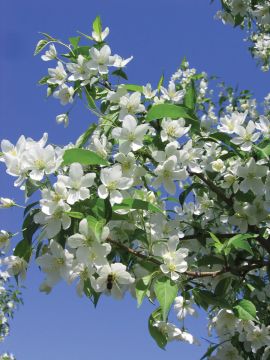Malus, Flowering Crabapple 'Starlite®'