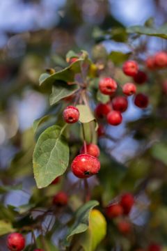 Malus, Flowering Crabapple 'First Editions® Ruby Tears™' (Large Sizes)