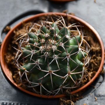 Cactus Assortment 'Cylindrical'