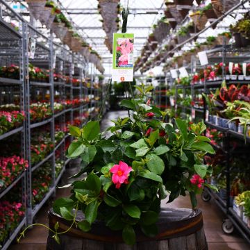 Mandevilla 'Coral Pink' Hanging Basket