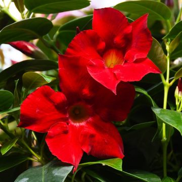 Mandevilla, Dipladenia Summerstar® 'Red'