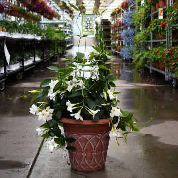 Mandevilla 'White' Patio Planter with Trellis