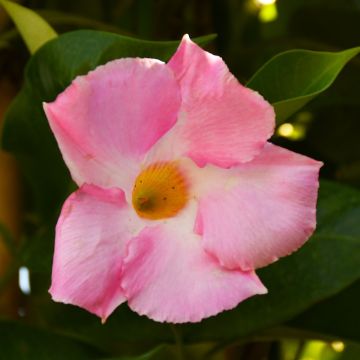 Mandevilla, Giant 'Pink'