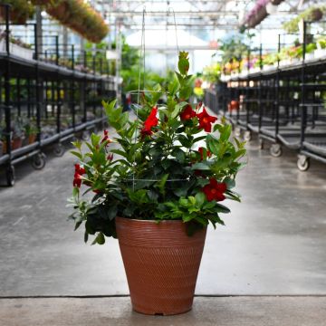 Mandevilla 'Red' Patio Planter