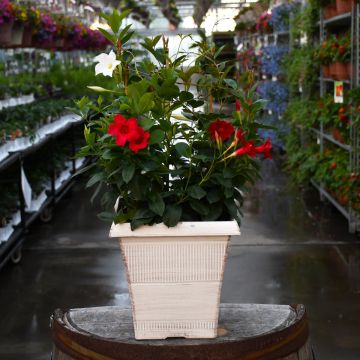 Mandevilla Mix Patio Tub