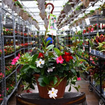 Mandevilla Mix Hanging Basket