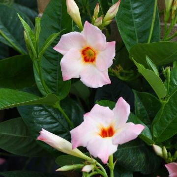 Mandevilla, Giant 'Peach'