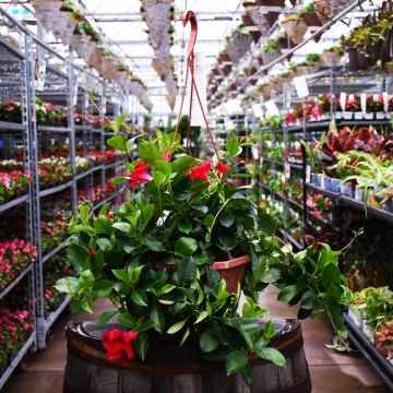 Mandevilla 'Pink' Hanging Basket