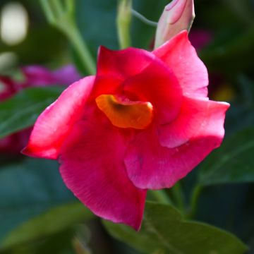 Mandevilla 'Raspberry Kiss'