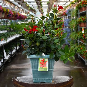 Mandevilla 'Red' Patio Planter