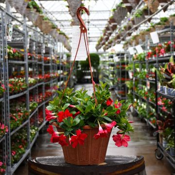 Mandevilla 'Red' Hanging Basket