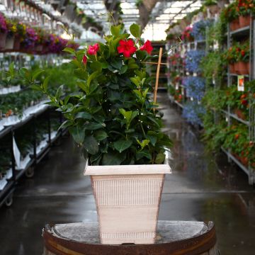 Mandevilla 'Rose' Patio Planter