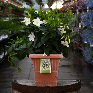 Mandevilla 'White' Patio Planter