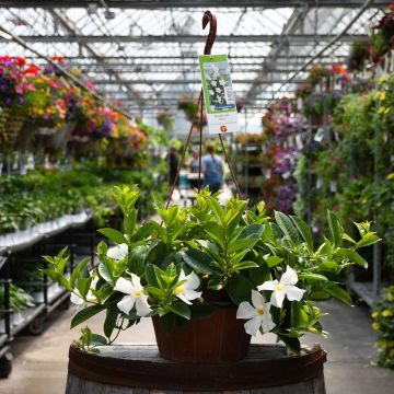 Mandevilla 'White' Hanging Basket