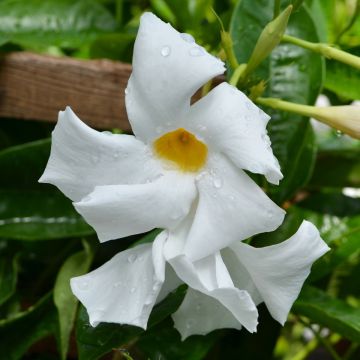 Mandevilla, Giant 'White'