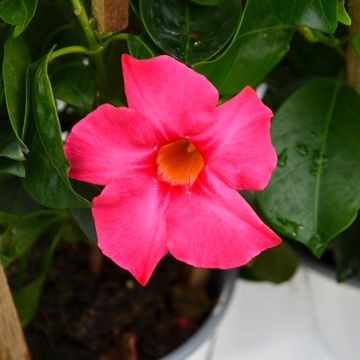 Mandevilla (Rock Trumpet), Madinia® 'Coral Pink'