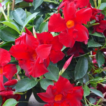 Mandevilla (Rock Trumpet), Madinia® Maximo 'Red'