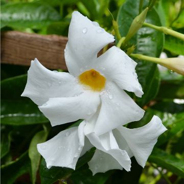 Mandevilla (Rock Trumpet), Madinia® 'White'