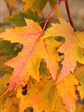 Acer, Red Maple 'Armstrong Gold®'