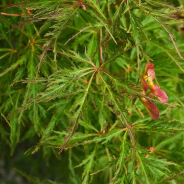 Acer, Hybrid Maple 'Wabi Sabi'