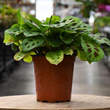Maranta, Green