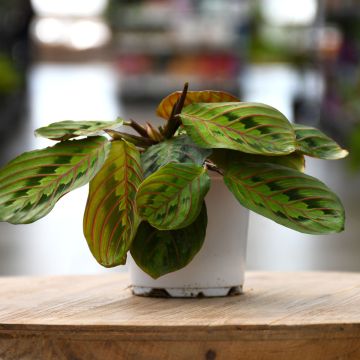 Maranta, Red