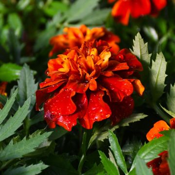 Tagetes, Marigold 'Fireball'