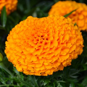Tagetes, Marigold Antigua™ 'Orange'