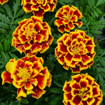 Tagetes, Marigold Durango® 'Bee'