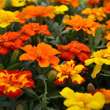 Tagetes, Marigold Durango® Mix