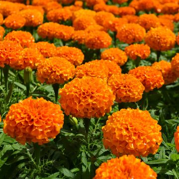 Tagetes, Marigold Marvel™ 'Orange'