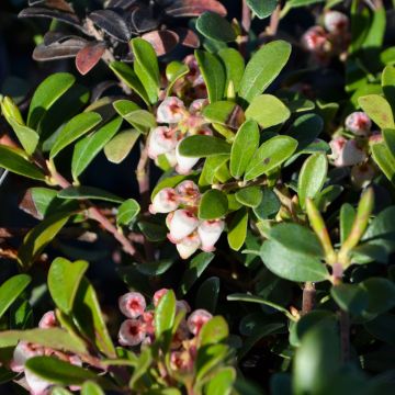 Arctostaphylos, Bearberry 'Massachusetts'