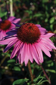 Echinacea, Purple Coneflower 'Prairie Pillars™ Merlot'