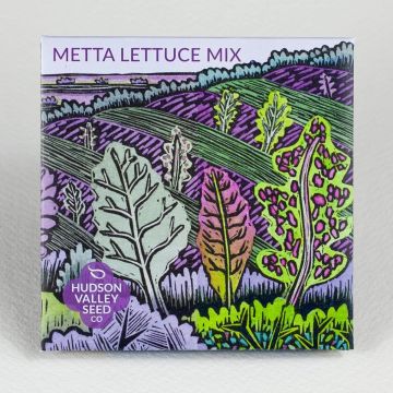 Lactuca, Metta Lettuce Mix ~ 250 seeds