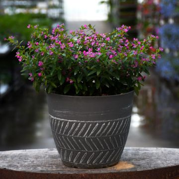 Cuphea Patio Planter