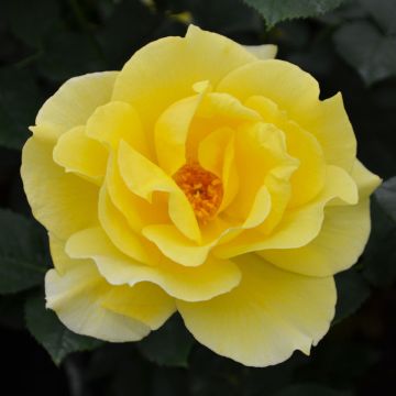 Rosa, Tea Rose 'Midas Touch™'