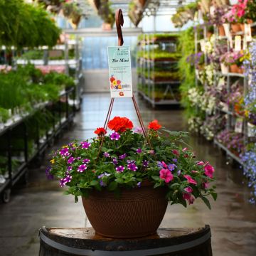 13" Hanging Basket Mini Awesome Combo