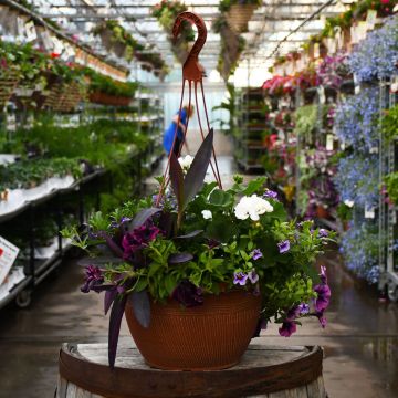 'Blue Bliss' Mini Hanging Basket