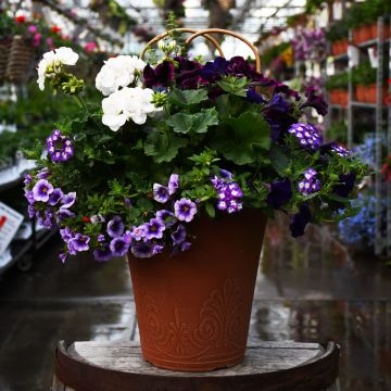 'Blue Bliss' Mini Patio Planter