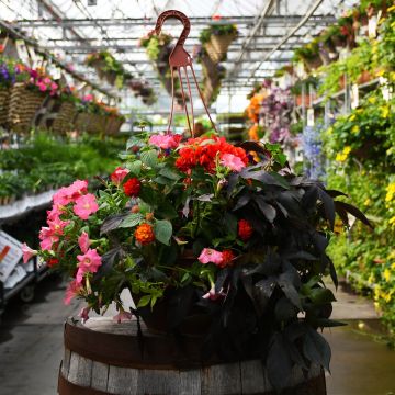 'Flamethrower' Mini Hanging Basket