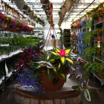 'Awesome Shade Combo' Mini Hanging Basket
