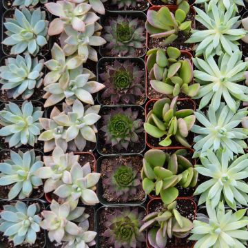 Gerten Grown Succulent Garden