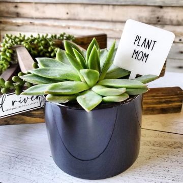 Mad River Snarky Plant Marker Stake - Plant Mom
