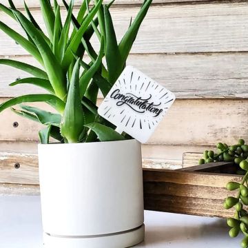 Mad River Snarky Plant Marker Stake - Congratulations