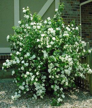 Philadelphus, Mock Orange 'Snow Dwarf'