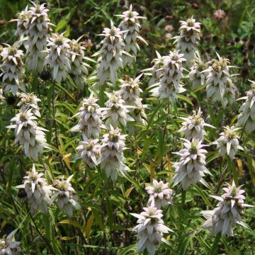 Monarda, Spotted Bee Balm, 6 pack